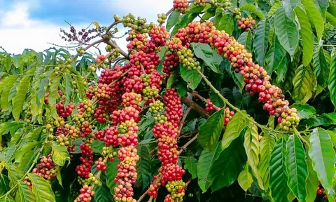 THỊ TRƯỜNG HÀNG HÓA: Cà phê dẫn đầu xu hướng