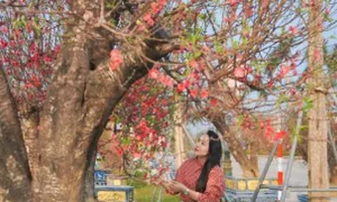 Hà Tĩnh: Đào thế lạ, bưởi 'khủng' tấp nập xuống phố đón Tết