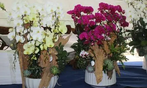 Hà Tĩnh: Ngắm lan hồ điệp 'ôm' gỗ lũa chào khách dịp Tết Bính Ngọ