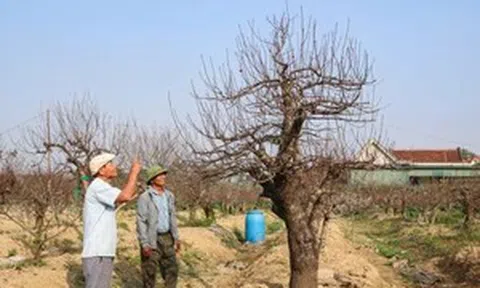 Cho thuê đào cổ thụ, nghề hái ra tiền của lão nông xứ Nghệ