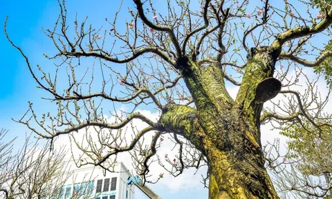 Đào cổ thụ xuống phố, giá thuê hàng chục triệu đồng mỗi gốc