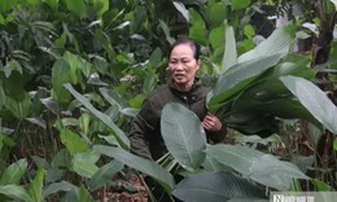 Lá dong Tràng Cát vào vụ Tết, người dân thu tiền triệu