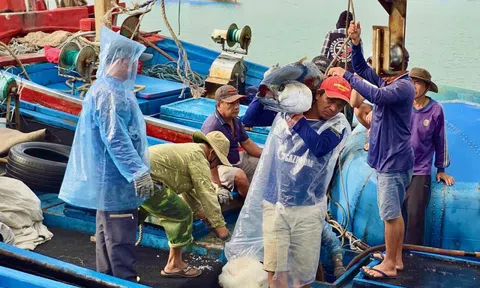 Rộn rịp tàu trúng cá ngừ về cảng Đắk Lắk những ngày cận Tết