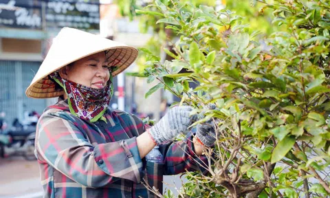 TP.HCM: Hàng trăm người tuốt lá 1.200 cây mai vàng trên tuyến đường 6,4km
