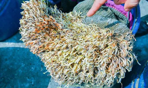 Giá đỗ ngâm hóa chất vẫn tươi cả tháng: 6 cách nhận biết để tránh rước họa