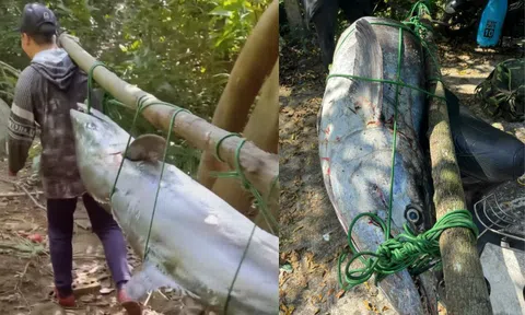 Cá thu khổng lồ cắn câu ở Sơn Trà, ngư dân vật lộn hơn 1 giờ mới đưa được lên bờ
