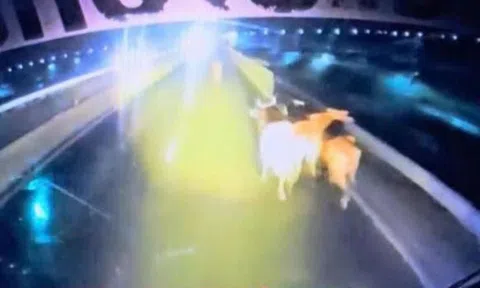 Đàn bò chạy tán loạn trên cao tốc sau khi rơi từ xe tải