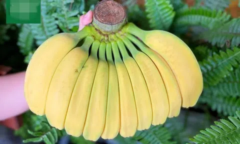 Chuối có hình dáng lạ, giá cao vẫn nhiều người muốn "săn" về chưng Tết