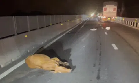 Xe tải làm rơi đàn bò trên cao tốc Vĩnh Hảo - Phan Thiết, nhiều vụ va chạm xảy ra