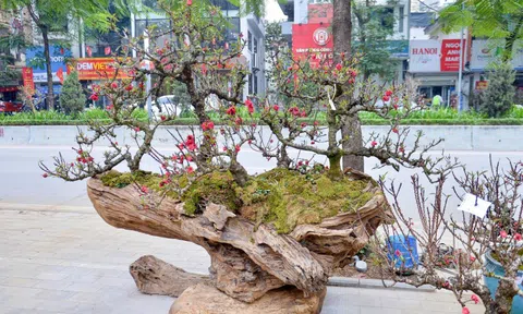 Đào thất thốn “xuống phố”, giá hàng trăm triệu đồng vẫn hút khách chơi Tết Bính Ngọ
