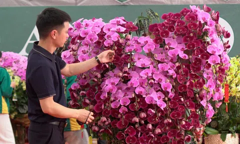 Lan hồ điệp ghép gỗ lũa giá vài chục triệu hút khách dịp Tết