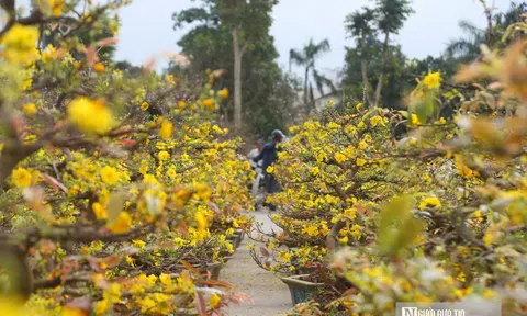 Hoa mai rộn ràng xuống phố, toả sắc vàng đón Tết