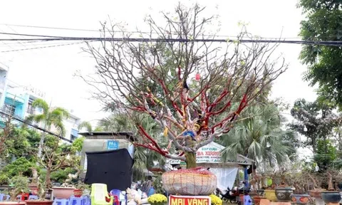 Cây mai trăm tuổi giá hơn 3 tỷ đồng ở An Giang