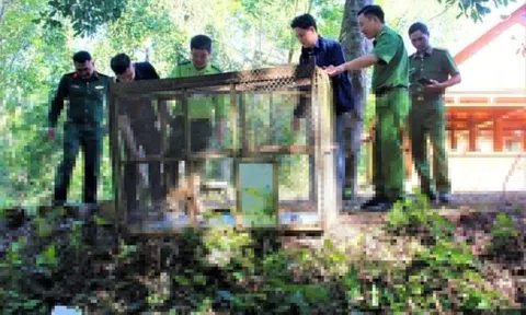 Giải cứu khỉ đuôi lợn mắc lưới cước ở Đắk Lắk