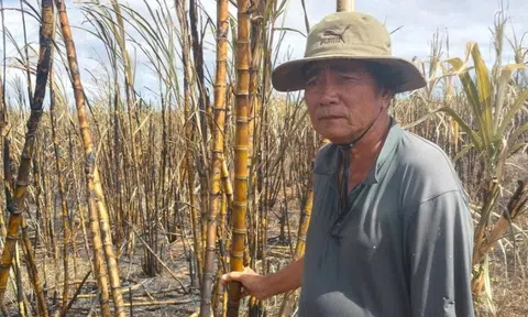 Nông dân xót xa bên những ruộng mía bất ngờ bốc cháy đen ngày giáp Tết