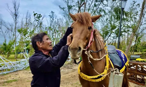 Cách nông dân ‘biến’ ngựa thồ thành ngựa đua