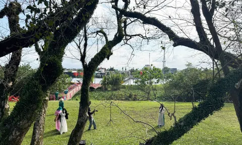 Vẻ đẹp của vườn sưa vàng cổ thụ mùa trụi lá bên sông Tam Kỳ ngày cận Tết