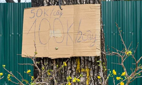 Hà Nội: đào, quất Tết nhiều nơi xả hàng, mai vàng còn 100.000 đồng 2 chậu