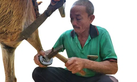 Chuyện ít biết về người làm nail cho ngựa cù lao