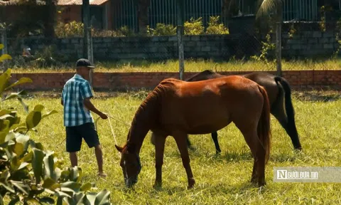 “Thủ phủ ngựa đua” miền Nam một thời giờ ra sao?