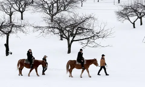 Cưỡi ngựa giữa trời tuyết Hokkaido