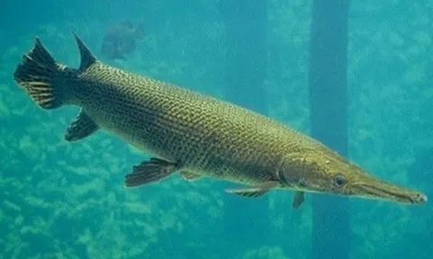 Tin mới vụ 10 người ngộ độc do ăn trứng cá cảnh