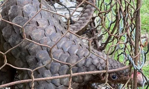 Người dân nộp lại tê tê quý hiếm trong Sách đỏ