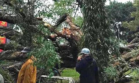 Cây đổ ở vườn hoa Hà Nội, một phụ nữ nhập viện