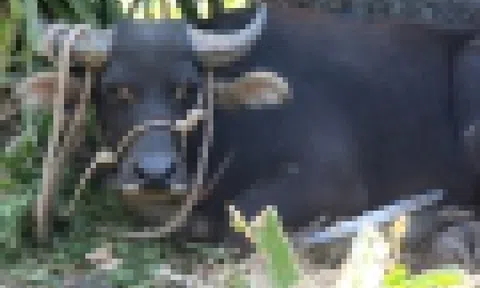 Trâu 'điên' húc hai người ở Quảng Trị