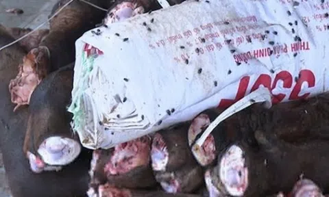 Phát hiện hai kho lạnh chứa gần 6 tấn đuôi, chân trâu bò bốc mùi thối