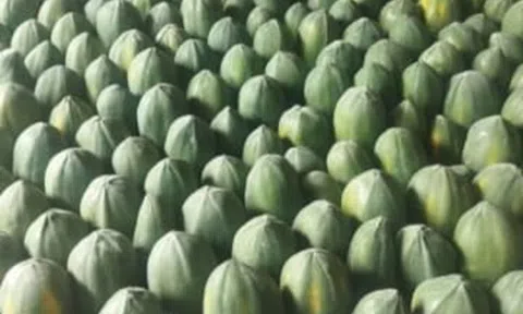 Loại quả "tốt nhất thế giới", ở Việt Nam hễ ra chợ là thấy