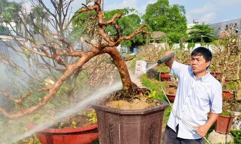 Sau Tết, nhà vườn ở TP.HCM tất bật 'hồi sức' mai vàng