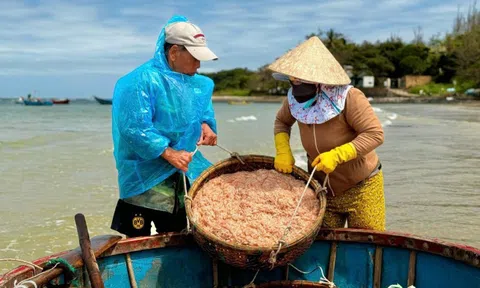 Mùa ruốc bội thu, bãi ngang Quảng Ngãi rộn ràng sau Tết