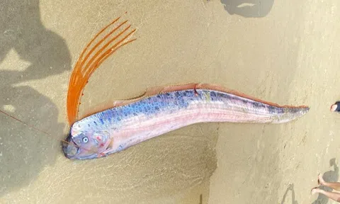 Cá hố rồng quý hiếm dạt vào bờ biển Đà Nẵng