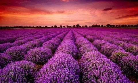 Bất ngờ một cổ phiếu ngược dòng “trần cứng” giữa lúc 300 mã nằm sàn