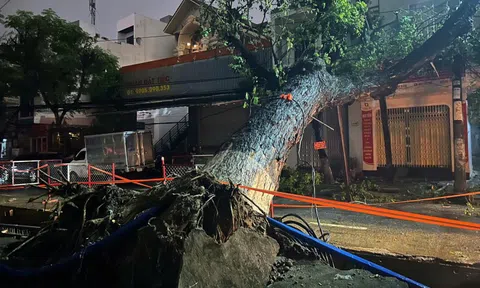 Đang ngủ nghe tiếng nổ, cây rất to bật gốc làm cả tuyến đường trung tâm Đà Nẵng mất điện