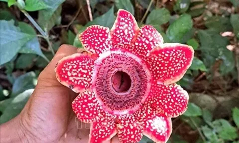 Phát hiện loài hoa quý hiếm Địa nhãn Himalaya