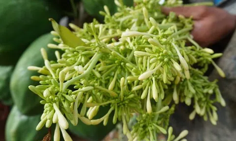 Loài hoa là dược liệu quen thuộc trị ho cực tốt, những ai không nên dùng?