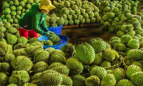 Xuất khẩu nông sản 2 tháng tăng trưởng 17,1%, đạt 11,3 tỷ USD