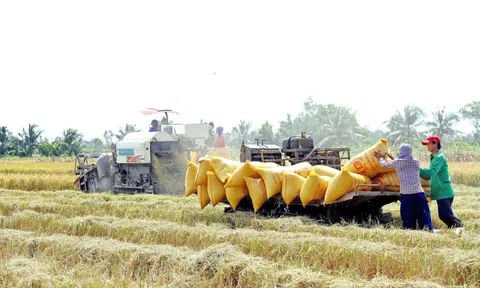 Thủ tướng yêu cầu tăng thu mua lúa, không để nông dân bị ép giá