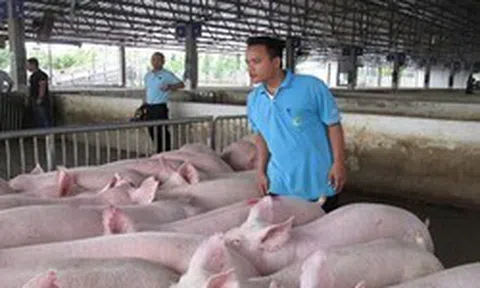 Hộ kinh doanh bán lợn thịt có phải xuất hóa đơn không? Thuế TP. Hà Nội trả lời