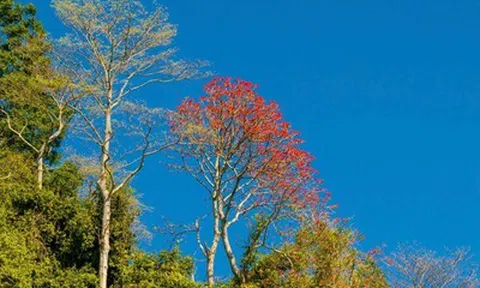 Bí quyết săn hoa tháng 3: “Bắc hoa gạo, Nam vông nem”