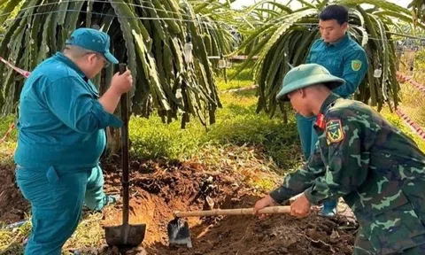 Đào trúng đạn pháo 105 mm khi làm vườn