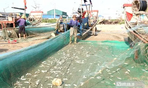 Ngư dân kiếm bộn tiền mỗi ngày nhờ loài cá nhiều đạm