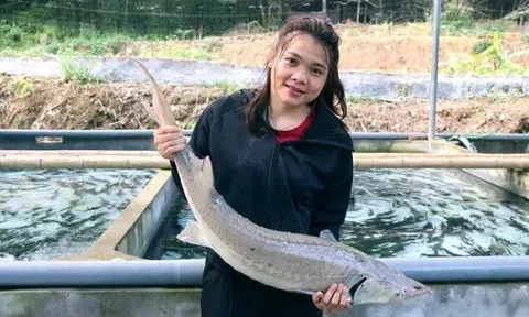 Cô gái Mường nuôi cá tầm trúng cử đại biểu HĐND tỉnh