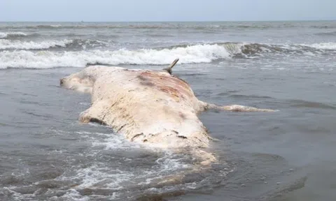 Xác cá voi nặng gần 7 tấn dạt vào bờ biển Nghệ An