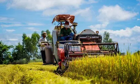 Tăng cường triển khai các giải pháp thúc đẩy sản xuất, xuất khẩu gạo trong tình hình mới