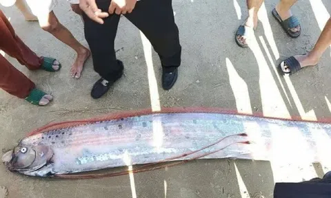 Phát hiện cá mái chèo khổng lồ gần 4 mét trôi dạt vào bờ biển Lâm Đồng