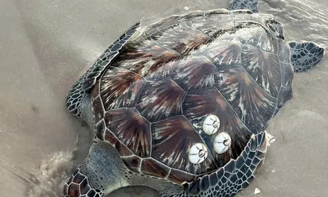 Nhiều sinh vật biển quý hiếm liên tiếp dạt vào bờ biển Lâm Đồng