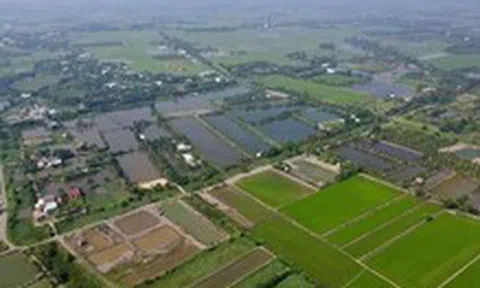 Người dân TP.HCM căn cứ danh mục 27 loại cây trồng lâu năm để chuyển đổi từ đất trồng lúa